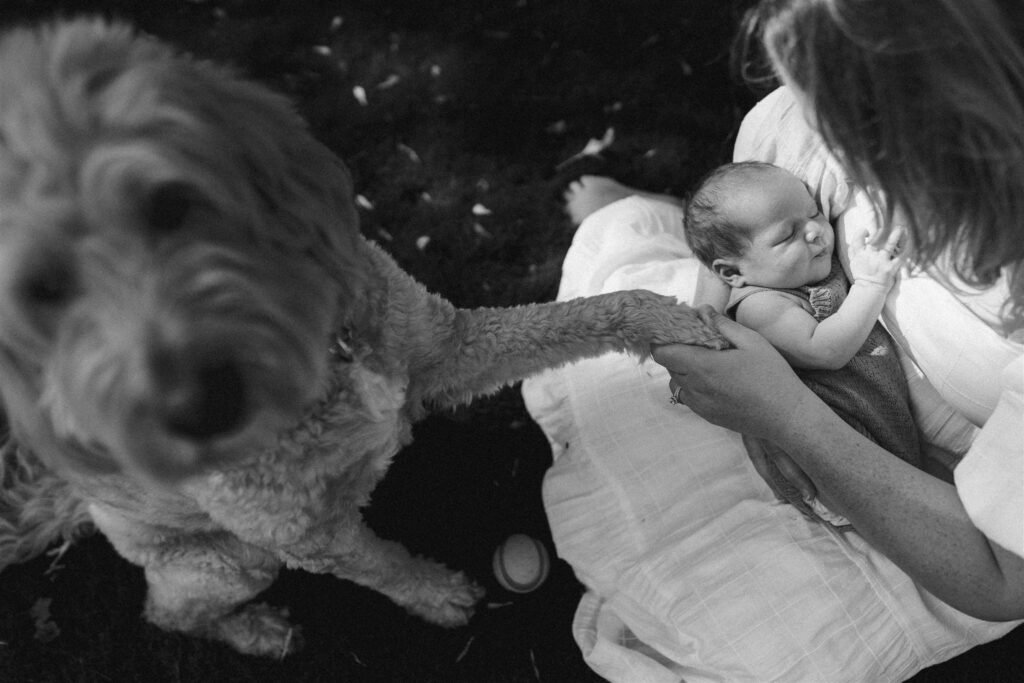 Groodle shaking owners hand while she holds her sleeping newborn baby. 