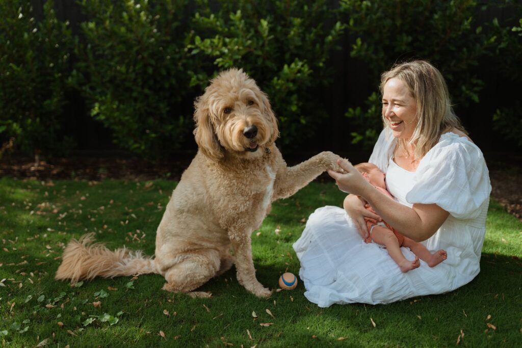 Groodle shaking hands with owner as they sit on the grass in the backyard while she is holding her newborn baby.